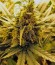 Сорт Durga Mata II CBD fem (Paradise Seeds)