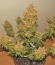 Сорт Northern Express auto fem