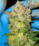 Сорт Papaya Sherbet fem (FastBuds)
