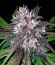 Сорт Black Cream Auto fem (Sweet Seeds)
