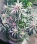 Сорт каннабиса King’s Kush Auto