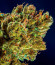 Сорт CBD Apple Betty Auto fem (Herbies Seeds)