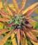 Сорт Cream Mandarine XL Auto fem (Sweet Seeds)