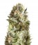 Сорт Jack Herer fem (Trikoma Seeds)