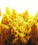 Сорт Arjan's Haze #1 fem