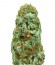 Сорт Amnesia Ganja Haze reg (Sumo Seeds)