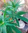 Сорт Auto Fresh Candy fem (Pyramid Seeds)