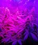 Сорт California Dream fem (Mandala Seeds)