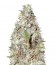 Сорт Kali´s White Shadow fem (KFC Seeds)
