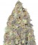 Сорт Critical Chronic fem (Sumo Seeds)