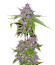 Сорт Papaya Sherbet fem (FastBuds)