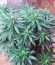 Сорт Ladyburn 1974 fem