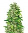 Сорт Blueberry Bliss Auto Fem (Vision Seeds)