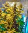 Сорт Thai Fantasy Max Auto fem