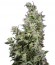 Сорт White Magic fem