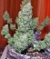 Сорт Speed Devil #2 Auto fem (Sweet Seeds)