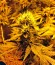 Сорт Diamond Girl fem