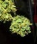 Сорт Krippleberry Auto fem (Dr. Krippling Seeds)