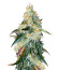 Сорт Purple Punch X Lemon Drizzle fem от Barney's Farm