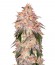 Сорт Aurora Indica fem (Nirvana Seeds)
