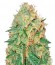 Сорт Green Mango Kush fem (Sumo Seeds)