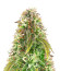 Сорт Northern Lights Auto fem (Herbies Seeds)