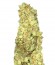 Сорт Cold Thunder fem (Sumo Seeds)