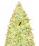 Сорт CBD Kong's Kush fem (Sumo Seeds)