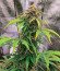 Сорт Grandmommy Purple Auto fem (Herbies Seeds)