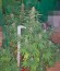 Сорт Sweet Special F1 Fast version Fast Version fem (Sweet Seeds)