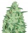 Сорт Thunder Bloody Mary auto fem (Samsara Seeds)