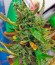 Сорт Auto Nefertiti fem (Pyramid Seeds)