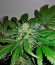 Сорт Sweet Skunk Auto fem (Sweet Seeds)