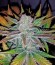 Сорт Sweet Skunk F1 Fast Version fem (Sweet Seeds)