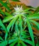Сорт Mango Haze fem