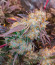 Сорт La Bomba fem (Compound Genetics)