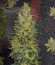 Сорт Northern Lights Auto fem (Herbies Seeds)