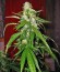 Сорт Auto-Bomb fem