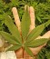 Сорт Big Bud fem (Vision Seeds)