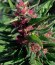 Сорт Pink Plant fem