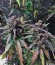 Сорт Dark Devil Auto fem (Sweet Seeds)