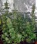 Сорт Green-O-Matic auto fem