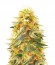 Сорт Northern Lights fem (Vision Seeds)