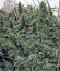 Сорт Sour Diesel #2 fem (Humboldt Seeds)