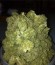 Сорт Blue Cheese fem (Royal Queen Seeds)