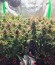 Сорт Jack 47 Auto fem (Sweet Seeds)