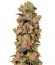 Сорт Pink Plant fem