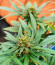 Сорт Jealousy Z XL Auto fem (Sweet Seeds)