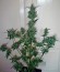 Сорт Pandora auto fem (Paradise Seeds)
