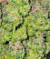 Сорт Papaya Sherbet fem (FastBuds)
